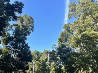 Ormanın güzel manzarası