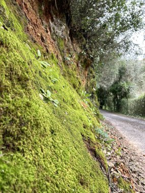 Dağlardaki yeşil orman