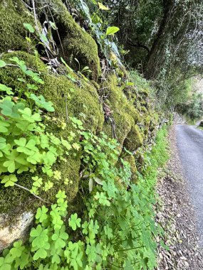 Ormanın güzel manzarası
