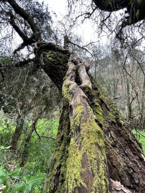 Ormanda bir ağacı olan güzel bir manzara.