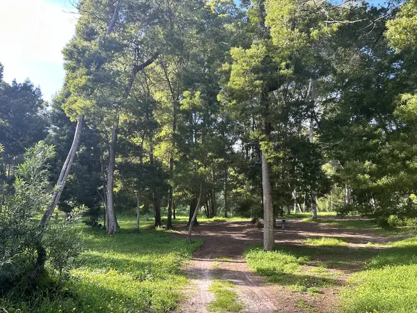 Ağaçların arasından yol