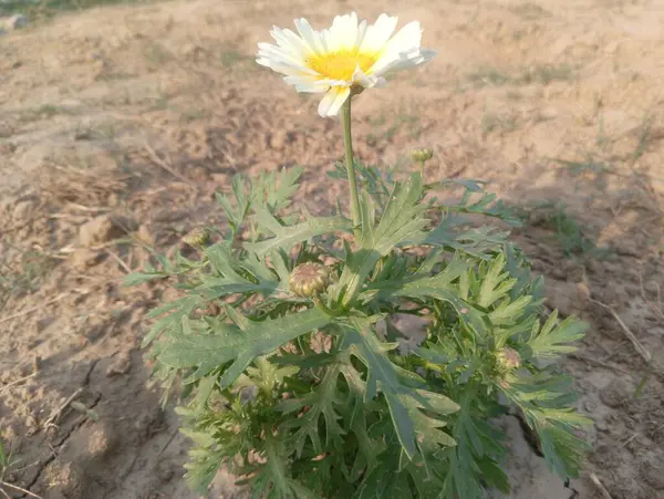 Büyüyen Çöl Bitkisi: Çöl Çiçeği Bakımı