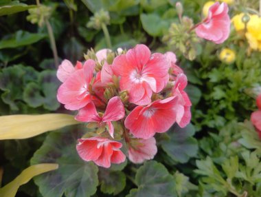 Canlı Pembe Sardunya Kümesi