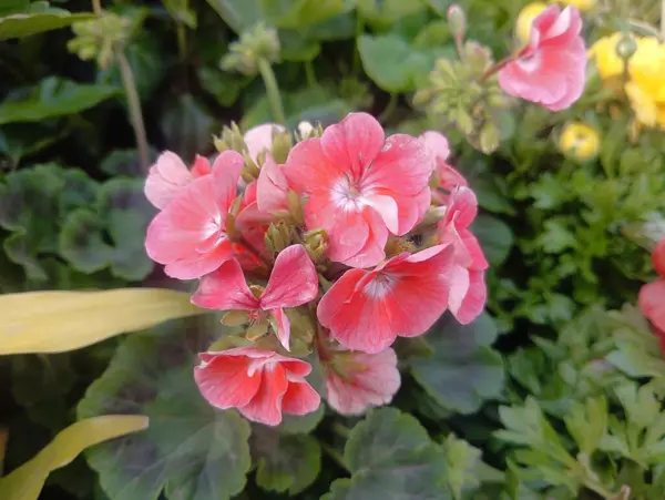 Canlı Pembe Sardunya Kümesi