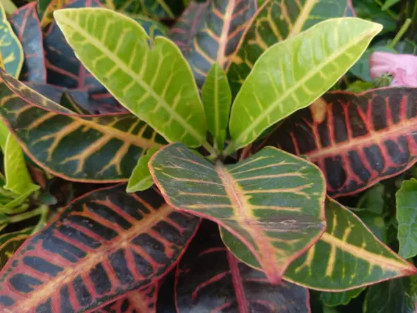 Croton Bitkisinin Renkli Yaprakları