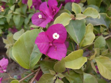 Canlı Pembe Bougainvillea Çiçek Açtı