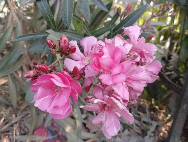 Tam Çiçek İçinde Yumuşak Pembe Oleander, Stok Fotoğraflı Depo Fotoğrafları