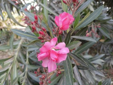 Tam Çiçek İçinde Yumuşak Pembe Oleander, Stok Fotoğraflı Depo Fotoğrafları