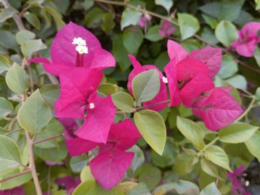 Canlı Pembe Bougainvillea Çiçek Açtı