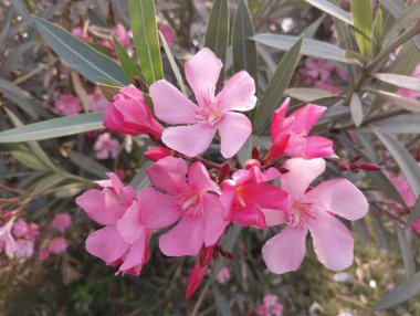 Tam Çiçek İçinde Yumuşak Pembe Oleander, Stok Fotoğraflı Depo Fotoğrafları