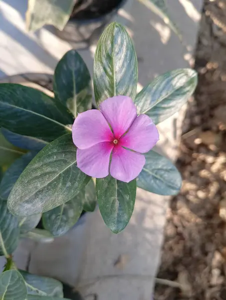 Canlı Madagaskar Yeşil Yapraklı Periwinkle Çiçeği