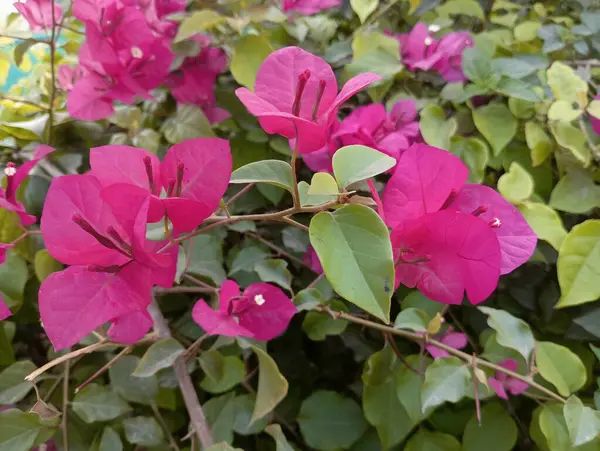 Canlı Pembe Bougainvillea Çiçeği