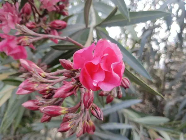 Tam Çiçek İçinde Yumuşak Pembe Oleander, Stok Fotoğraflı Depo Fotoğrafları