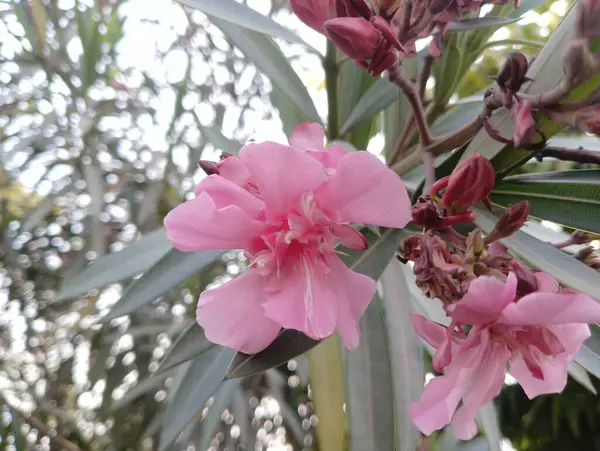 Tam Çiçek İçinde Yumuşak Pembe Oleander, Stok Fotoğraflı Depo Fotoğrafları