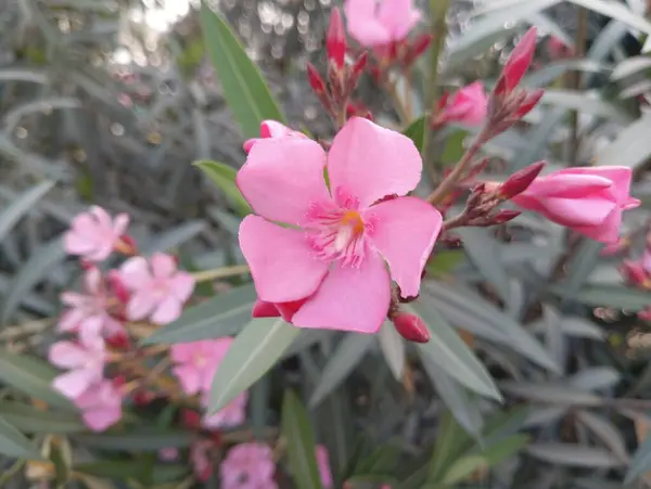 Tam Çiçek İçinde Yumuşak Pembe Oleander, Stok Fotoğraflı Depo Fotoğrafları