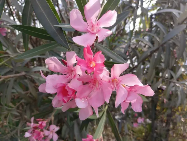 Tam Çiçek İçinde Yumuşak Pembe Oleander, Stok Fotoğraflı Depo Fotoğrafları