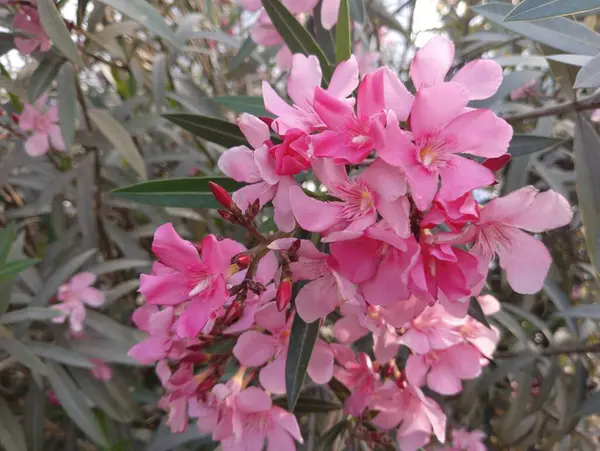 Tam Çiçek İçinde Yumuşak Pembe Oleander, Stok Fotoğraflı Depo Fotoğrafları