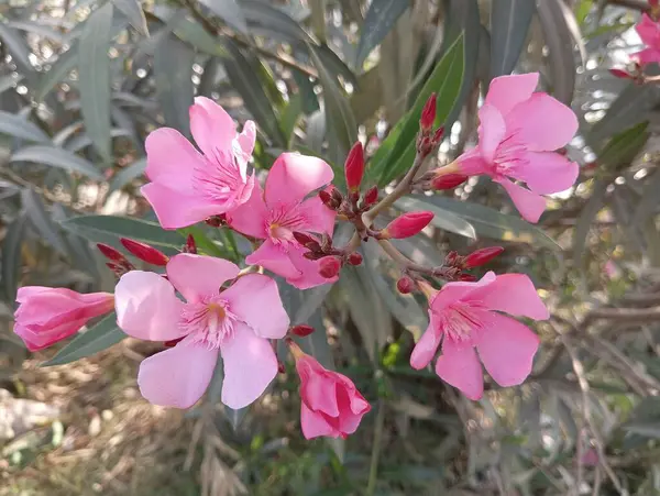 Tam Çiçek İçinde Yumuşak Pembe Oleander, Stok Fotoğraflı Depo Fotoğrafları