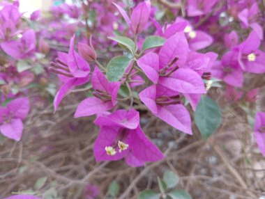Güzel Pembe Bougainvillea Çiçekleri 