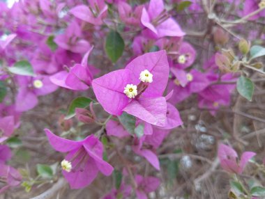 Canlı Pembe Bougainvillea Çiçekleri Tamamen Açtı