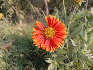 Güzel Sarı Yaban Çiçeği Açtı