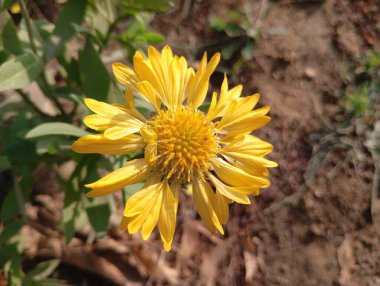 Güzel Sarı Yaban Çiçeği Açtı