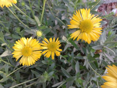 Güzel Sarı Yaban Çiçeği Açtı