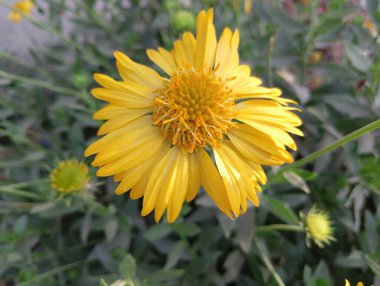 Güzel Sarı Yaban Çiçeği Açtı