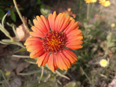 Güzel Sarı Yaban Çiçeği Açtı