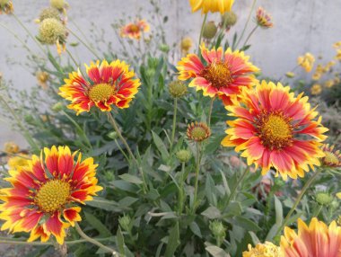 Güzel Sarı Yaban Çiçeği Açtı