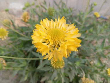 Güzel Sarı Yaban Çiçeği Açtı