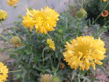 Güzel Sarı Yaban Çiçeği Açtı