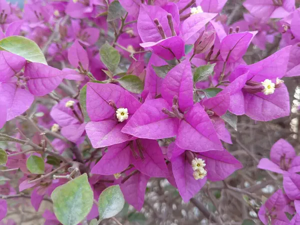 Canlı Pembe Bougainvillea Çiçekleri Tamamen Açtı