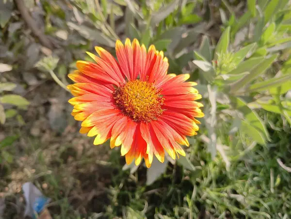 Güzel Sarı Yaban Çiçeği Açtı