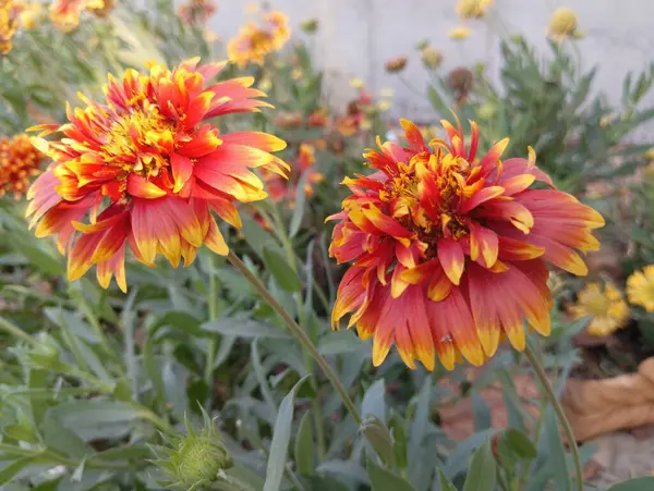 Güzel Sarı Yaban Çiçeği Açtı