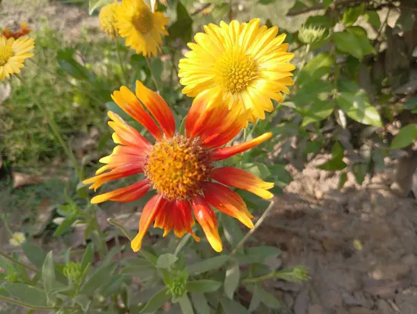 Güzel Sarı Yaban Çiçeği Açtı