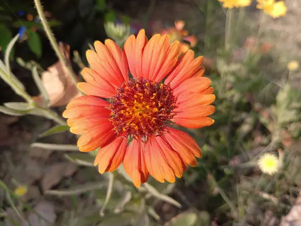 Güzel Sarı Yaban Çiçeği Açtı