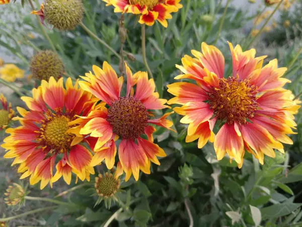 Güzel Sarı Yaban Çiçeği Açtı