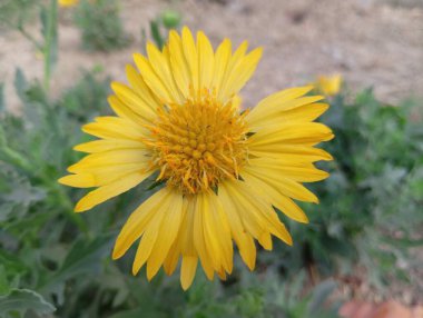 Güzel Sarı Yaban Çiçeği Açtı