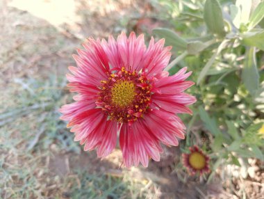 Parlak Pembe, Bahçedeki Yabani Çiçek