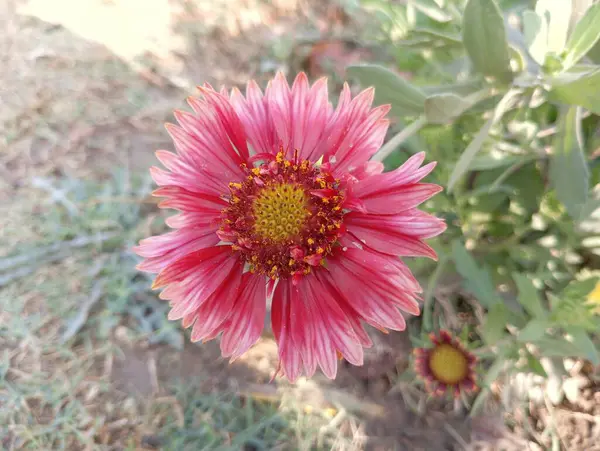 Parlak Pembe, Bahçedeki Yabani Çiçek