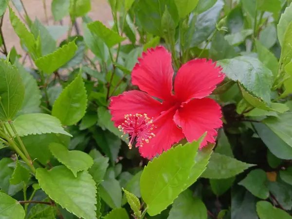 Doğal güneş ışığında yemyeşil yaprakların arasında açan canlı kırmızı amber çiçeği, canlı renkler, tropikal güzellikler ve narin taç yaprakları, doğa, bahçe ve çiçek temaları için mükemmel..