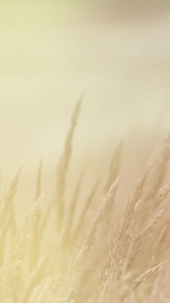 Vertikales Video Eines Hintergrundes Mit Getreide Und Weizen — Stockvideo