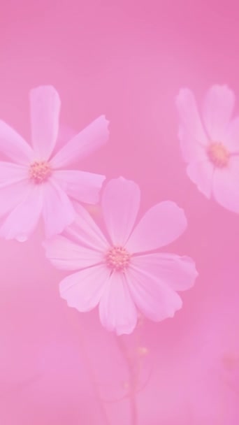 在粉色的垂直视频中 白色的花朵在背景中缓慢的移动 它是浪漫而女性的 — 图库视频影像