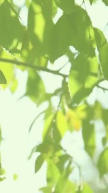 Arka planda yeşil yaprakları ve güneşi görebileceğiniz bir ağaçtan oluşan dikey video