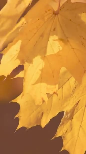 Vertical Video Consisting Leaf Autumn — Stock Video