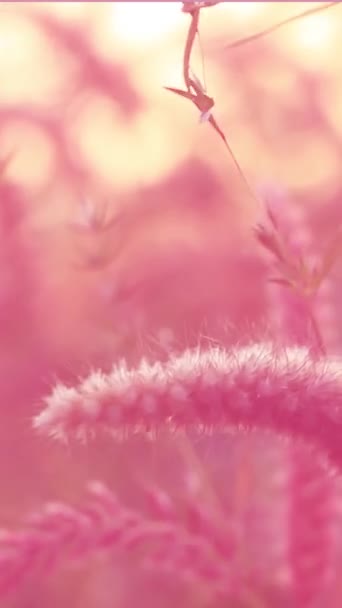 Вертикальное Видео Состоящее Романтического Фона Розовых Тонах Растениях — стоковое видео