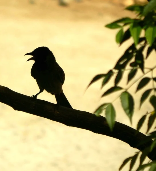 Kuş gölgesi ağaç dalı yaprağının üzerinde duruyor güneşli ışık