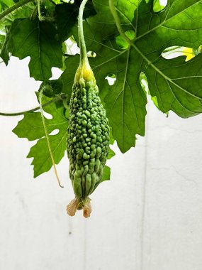 Beyaz arkaplanda yeşil kabak yaprağı