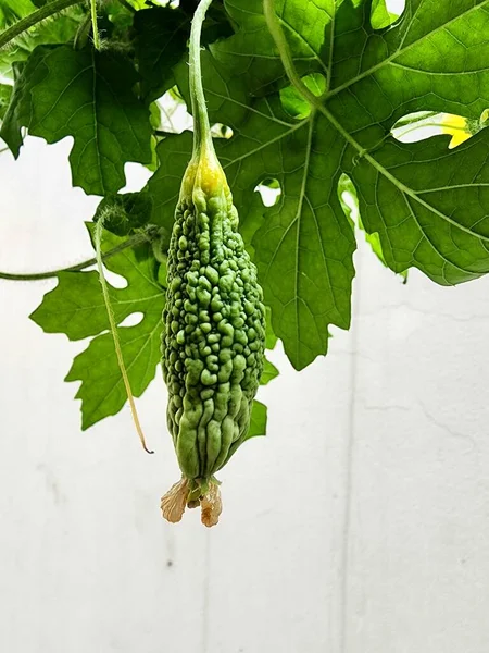 Beyaz arkaplanda yeşil kabak yaprağı